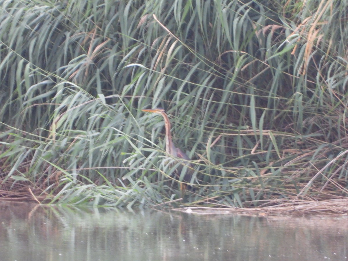 Purple Heron - ML620733072