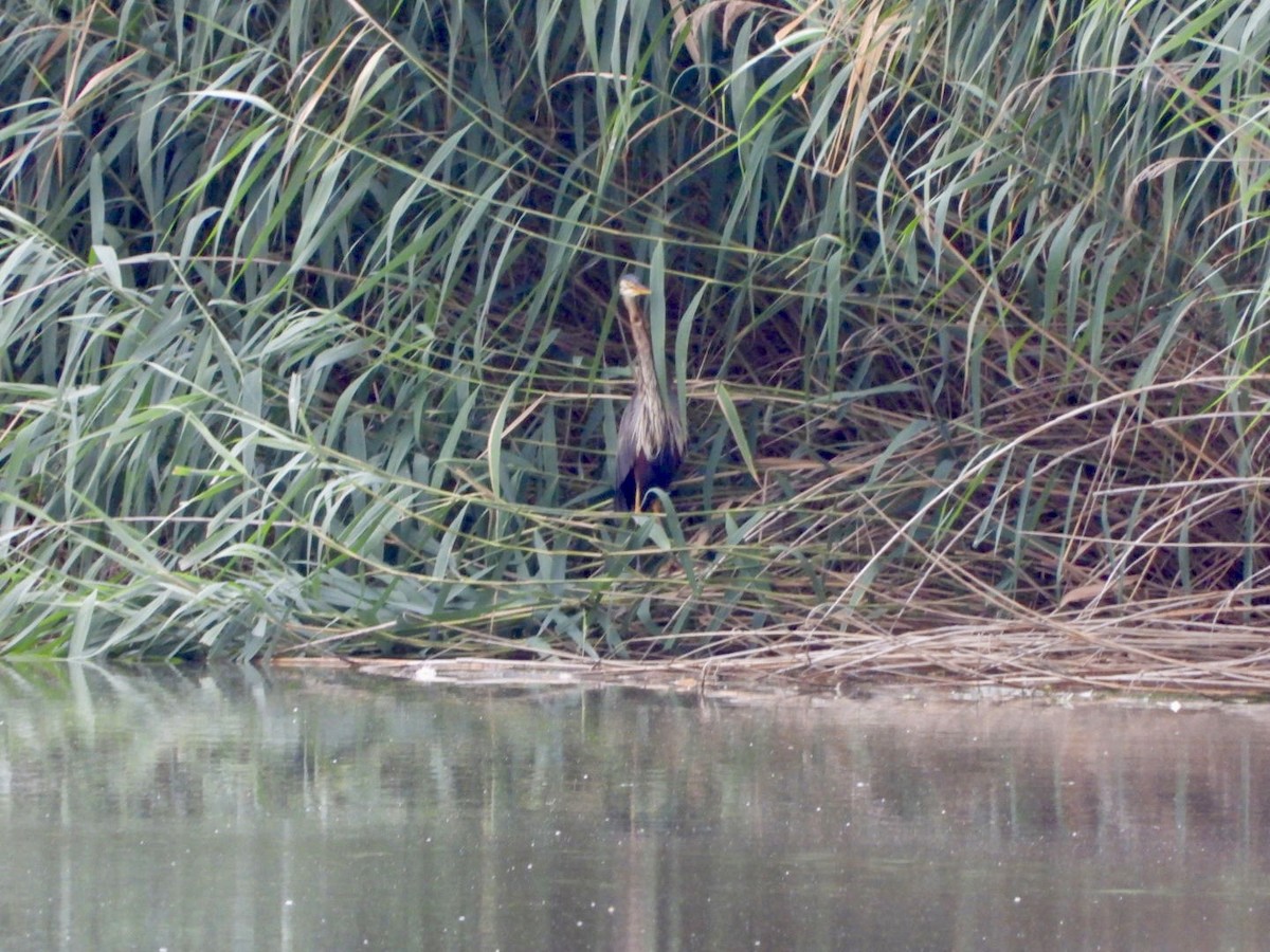 Purple Heron - ML620733073