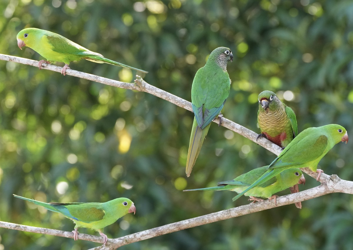 Maroon-bellied Parakeet - ML620733075