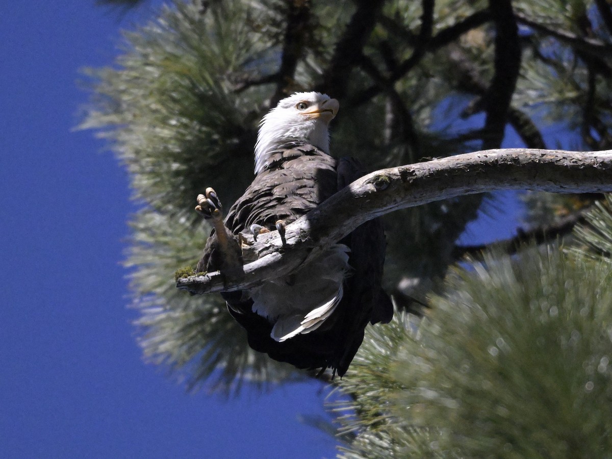 Bald Eagle - ML620733077