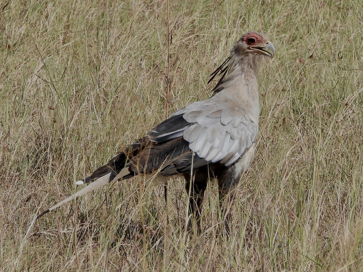 Secretarybird - ML620733078