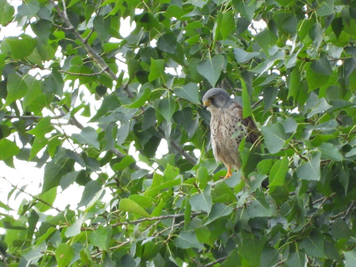 Eurasian Kestrel - ML620733079