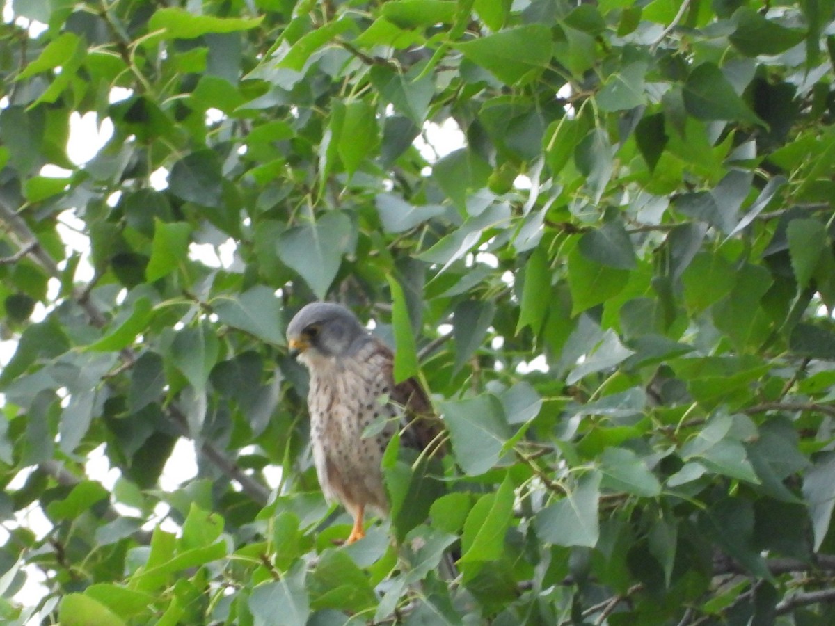 Eurasian Kestrel - ML620733080