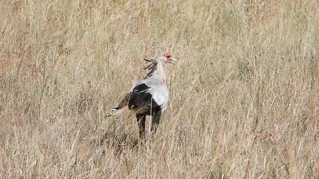 Secretarybird - ML620733082