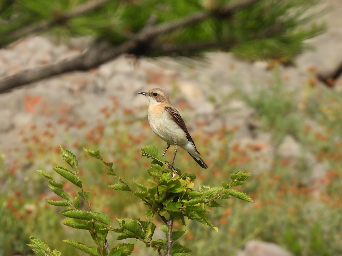 Eastern Black-eared Wheatear - ML620733083