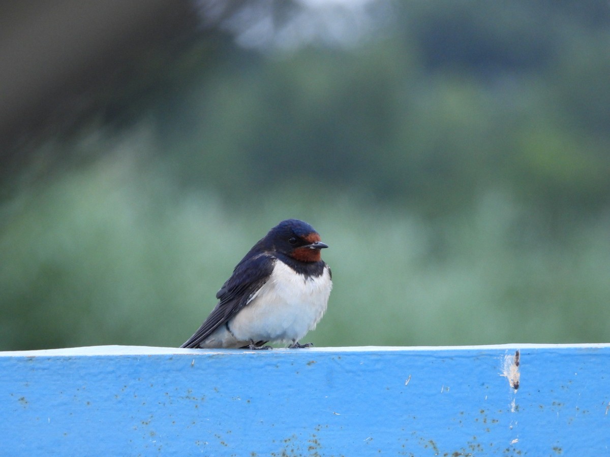 Barn Swallow - ML620733085