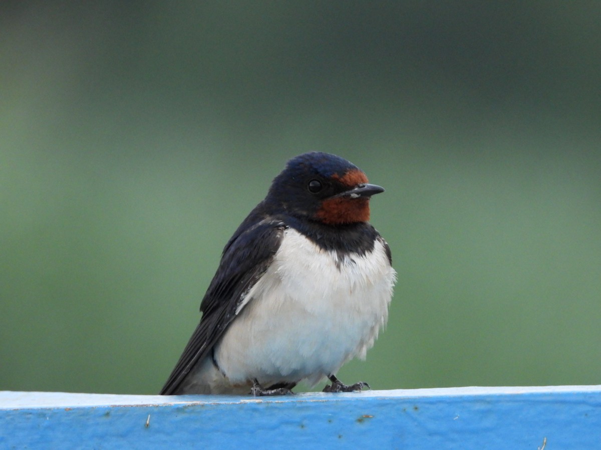 Barn Swallow - ML620733086