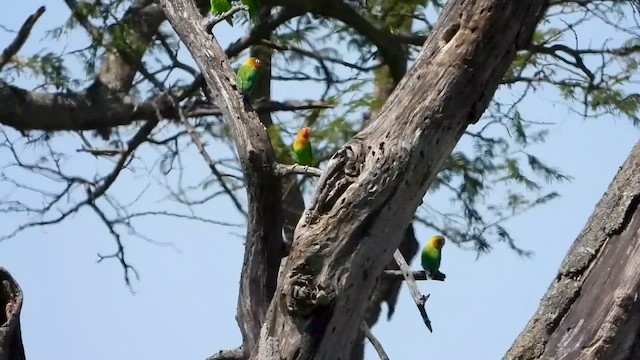 Fischer's Lovebird - ML620733088