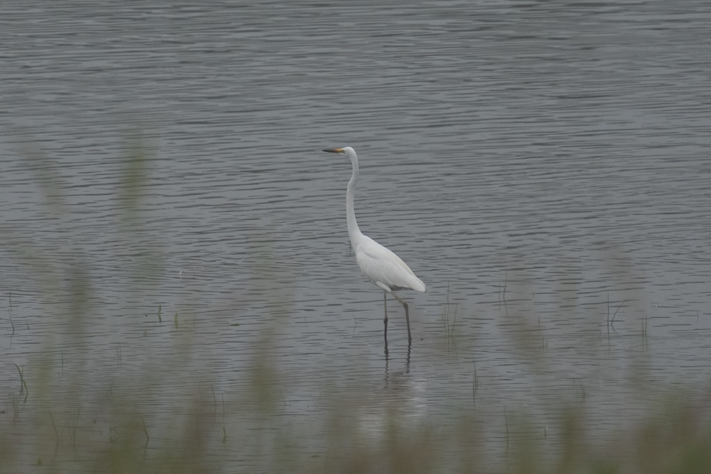 Great Egret (modesta) - ML620733089