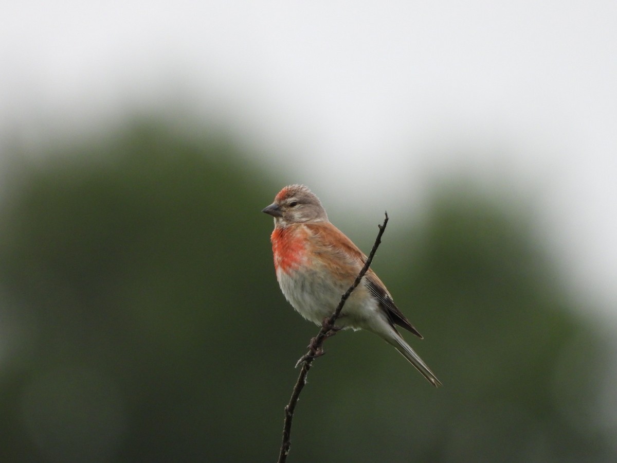 Eurasian Linnet - ML620733090