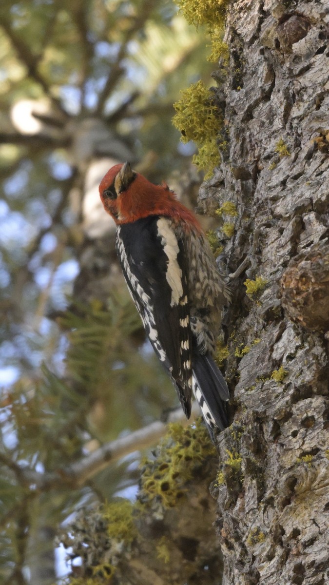 Red-breasted Sapsucker - Larry Jordan