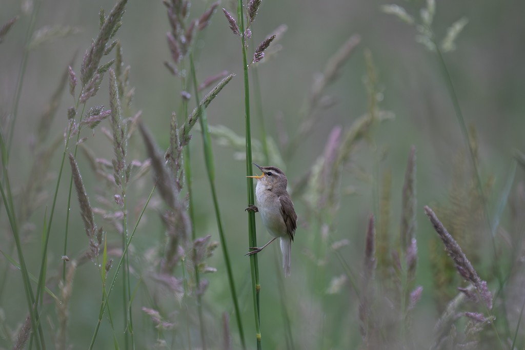 Black-browed Reed Warbler - ML620733094