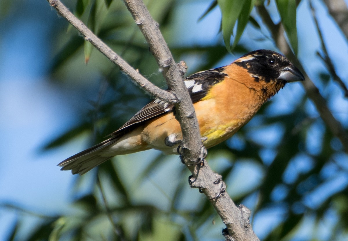 Black-headed Grosbeak - ML620733095