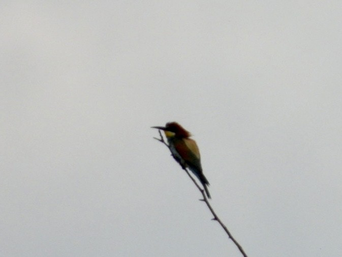 European Bee-eater - ML620733096