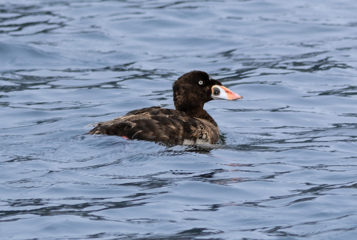 Surf Scoter - ML620733097