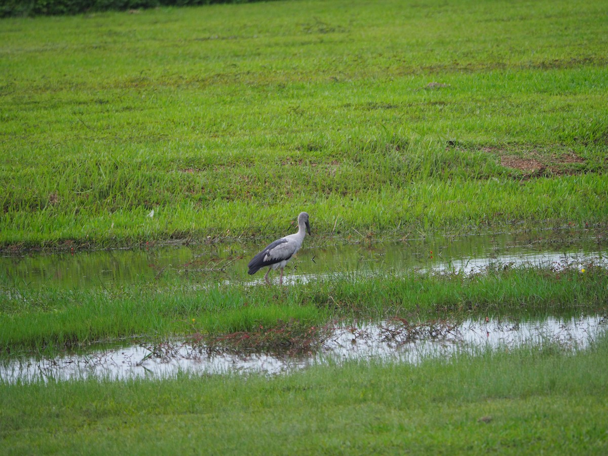 Asian Openbill - ML620733109