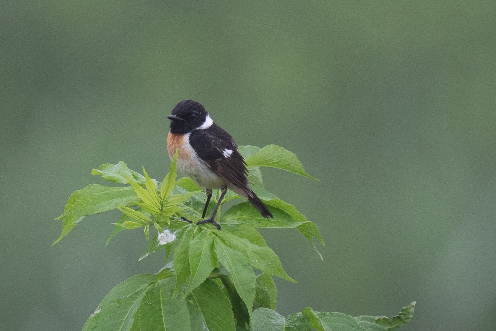 Amur Stonechat - ML620733124