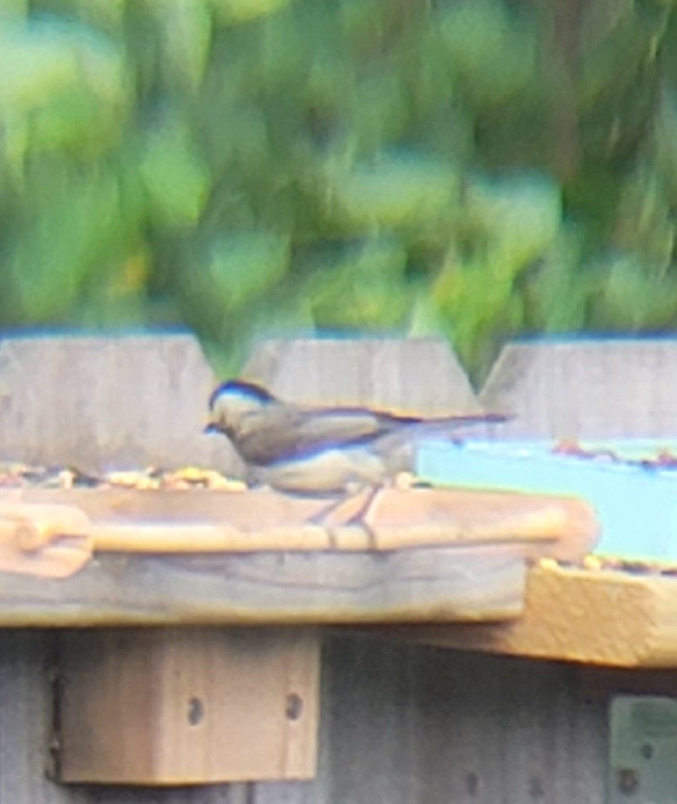 Carolina Chickadee - ML620733131