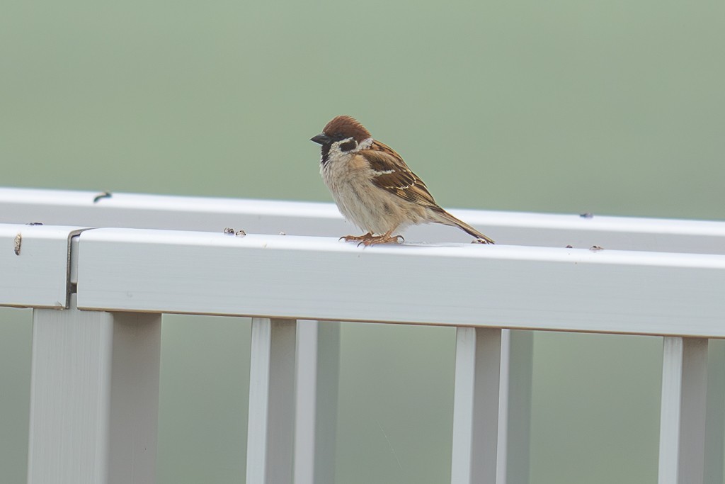 Eurasian Tree Sparrow - ML620733132