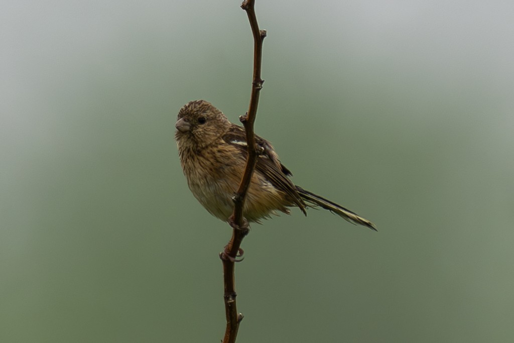 Long-tailed Rosefinch - ML620733134