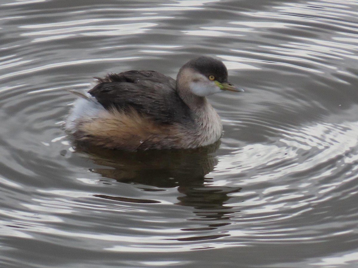 Australasian Grebe - ML620733136