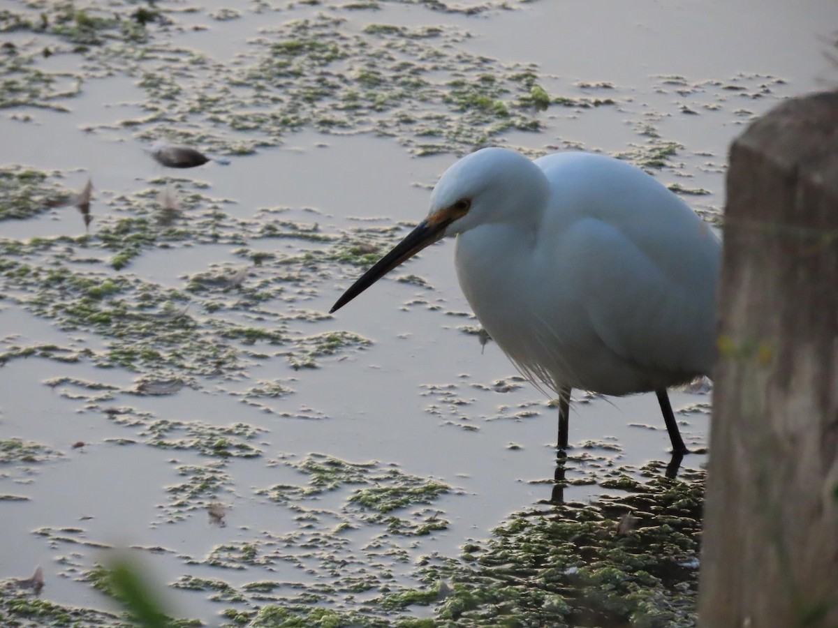 Little Egret - ML620733137