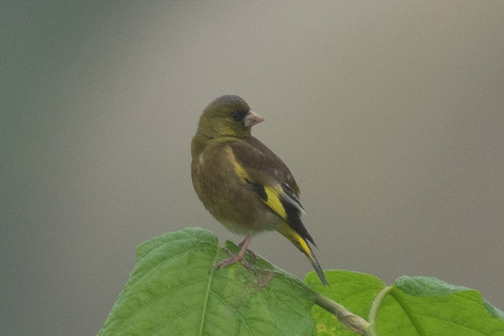 Oriental Greenfinch - ML620733138