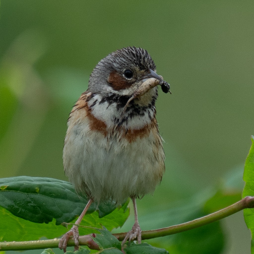 Chestnut-eared Bunting - ML620733139