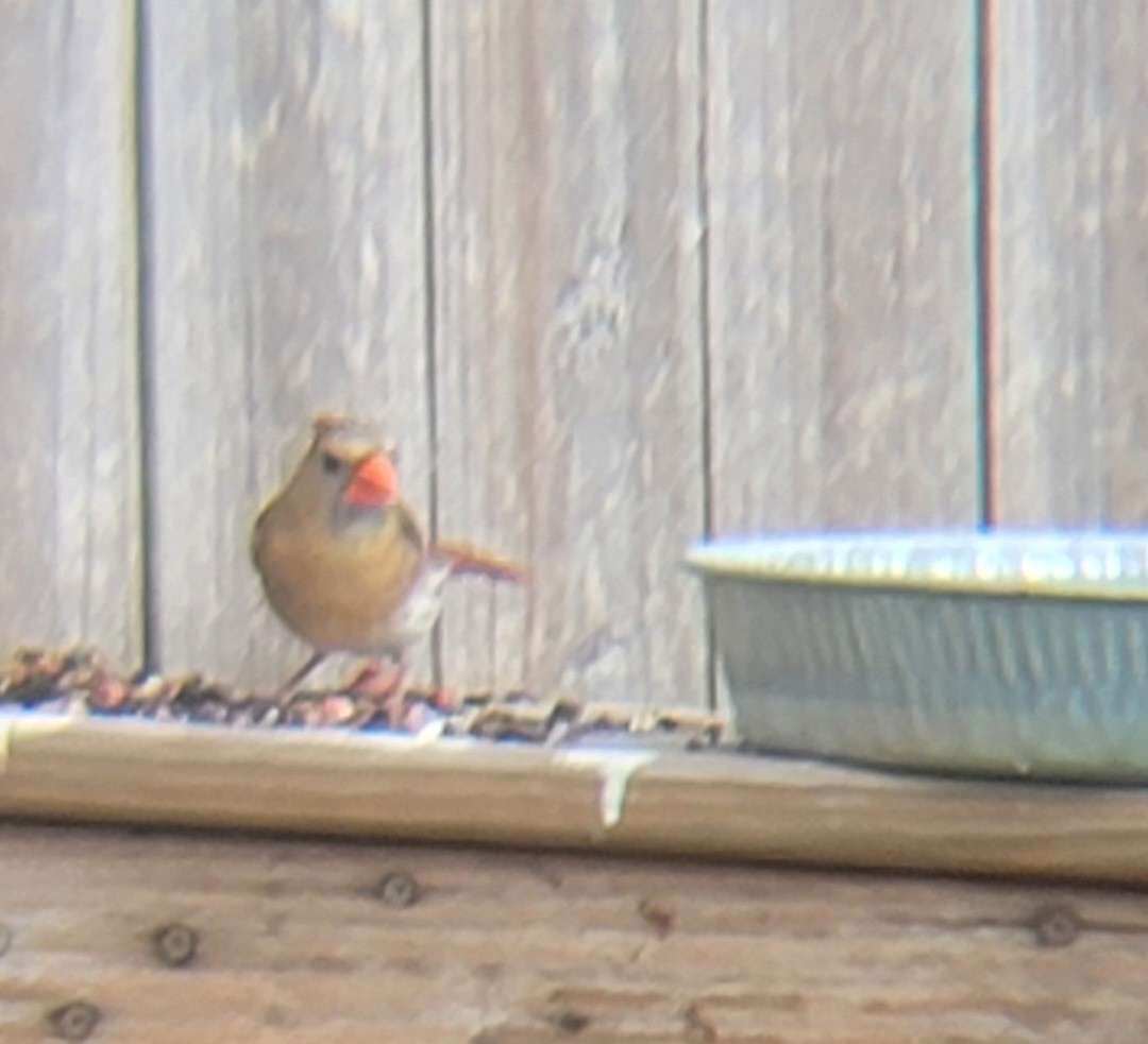 Northern Cardinal - ML620733141