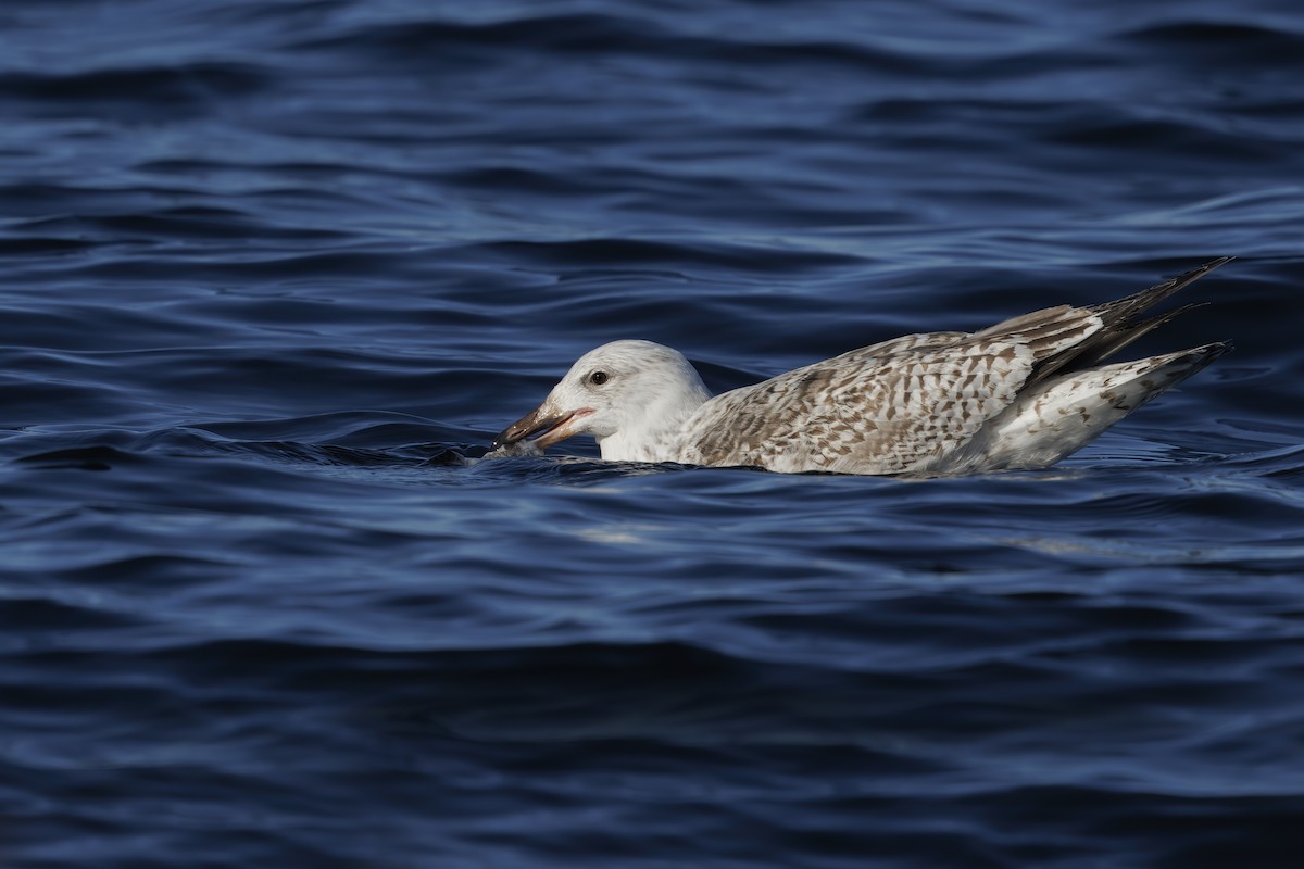 Herring Gull - ML620733142