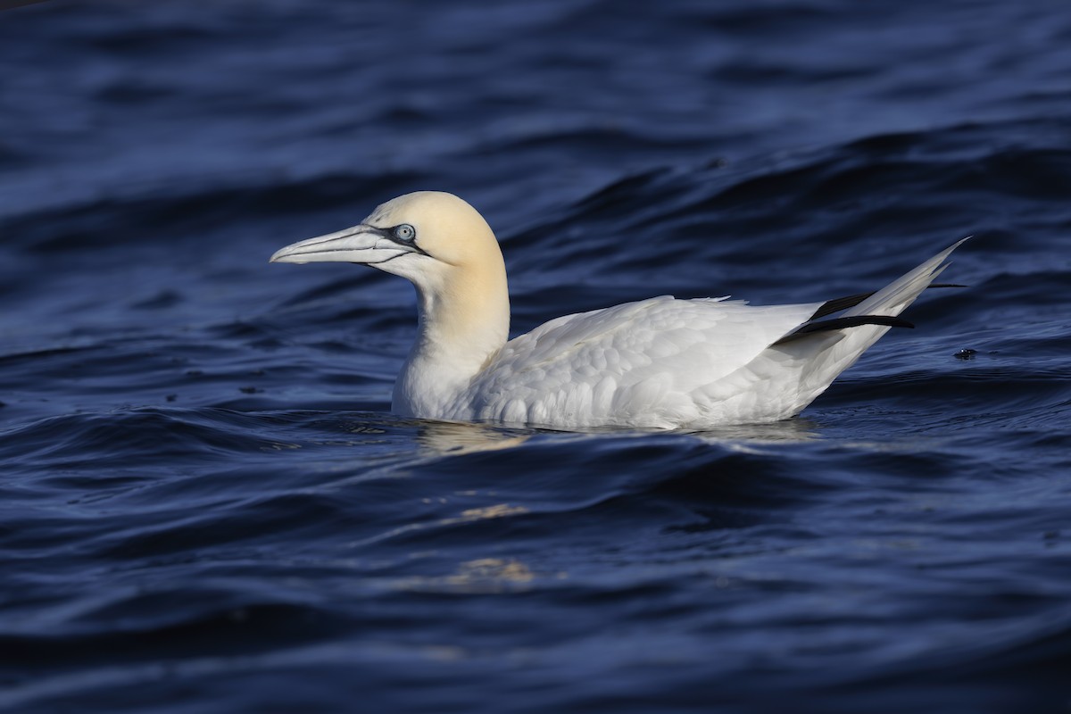 Northern Gannet - ML620733145