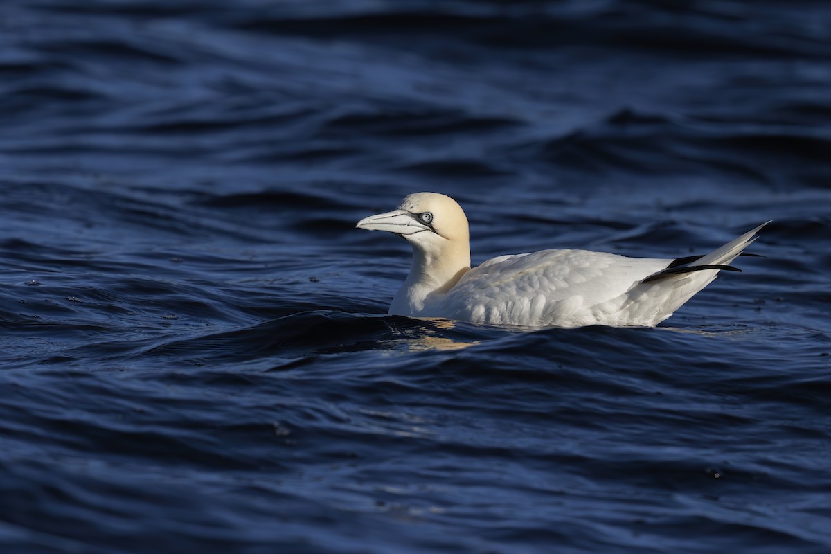 Northern Gannet - ML620733146