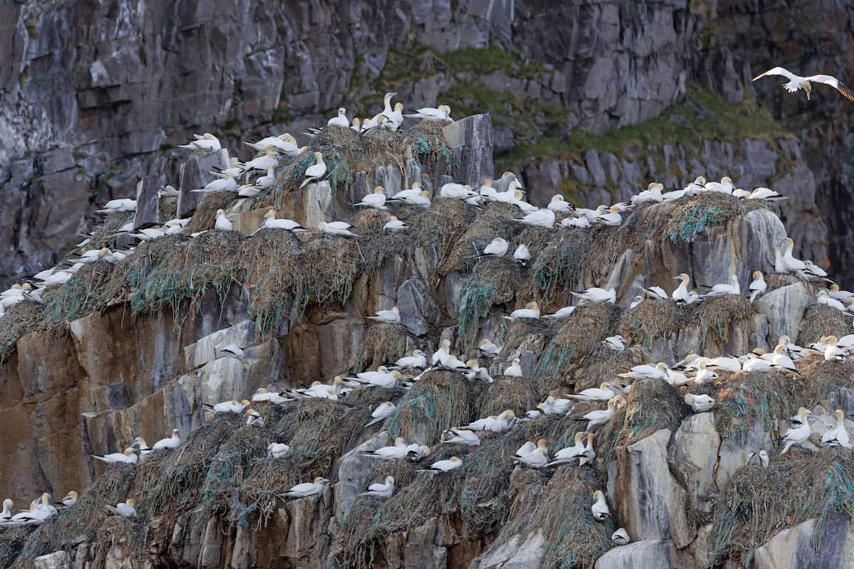 Northern Gannet - Marco Valentini