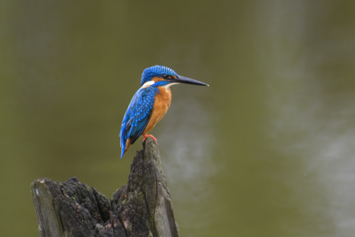 Common Kingfisher - ML620733148