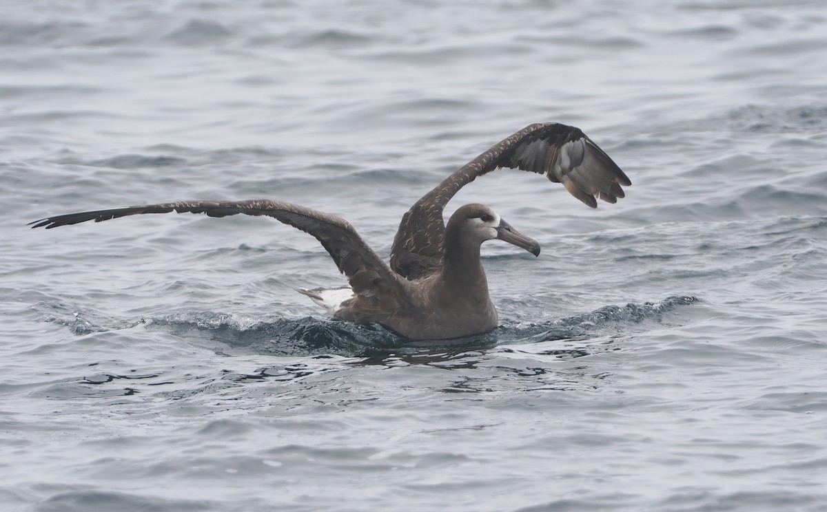 Albatros à pieds noirs - ML620733150