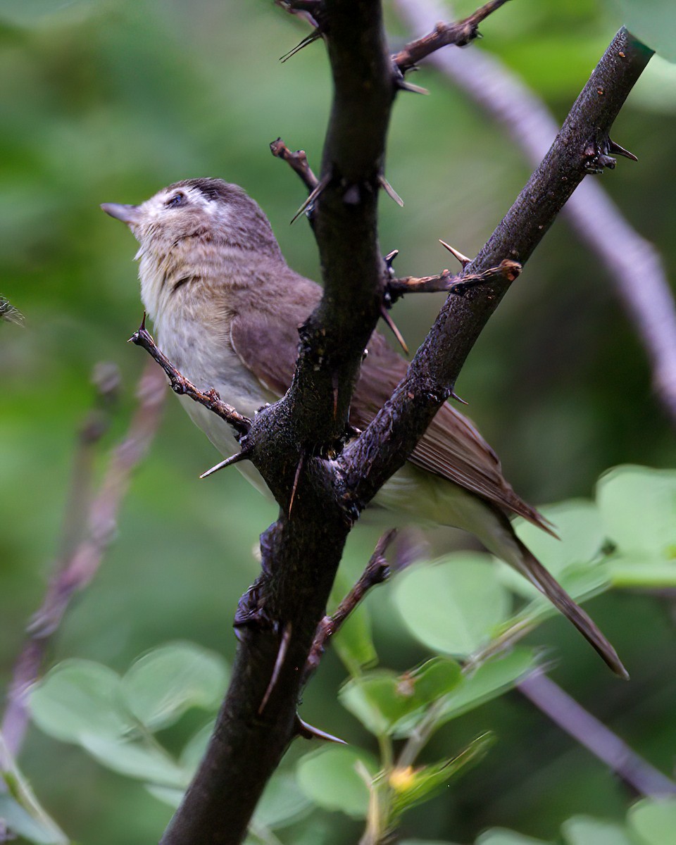 Warbling Vireo - ML620733154