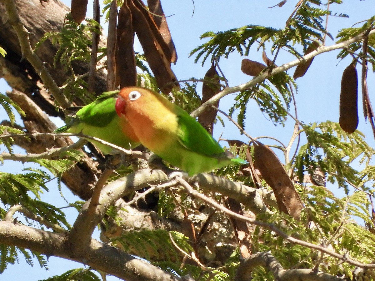 Fischer's Lovebird - ML620733155