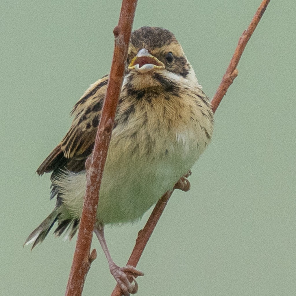 Reed Bunting - ML620733157