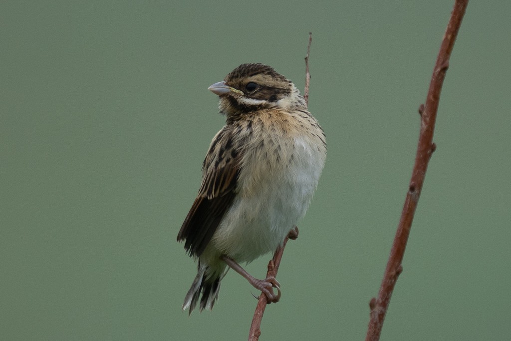 Reed Bunting - ML620733159