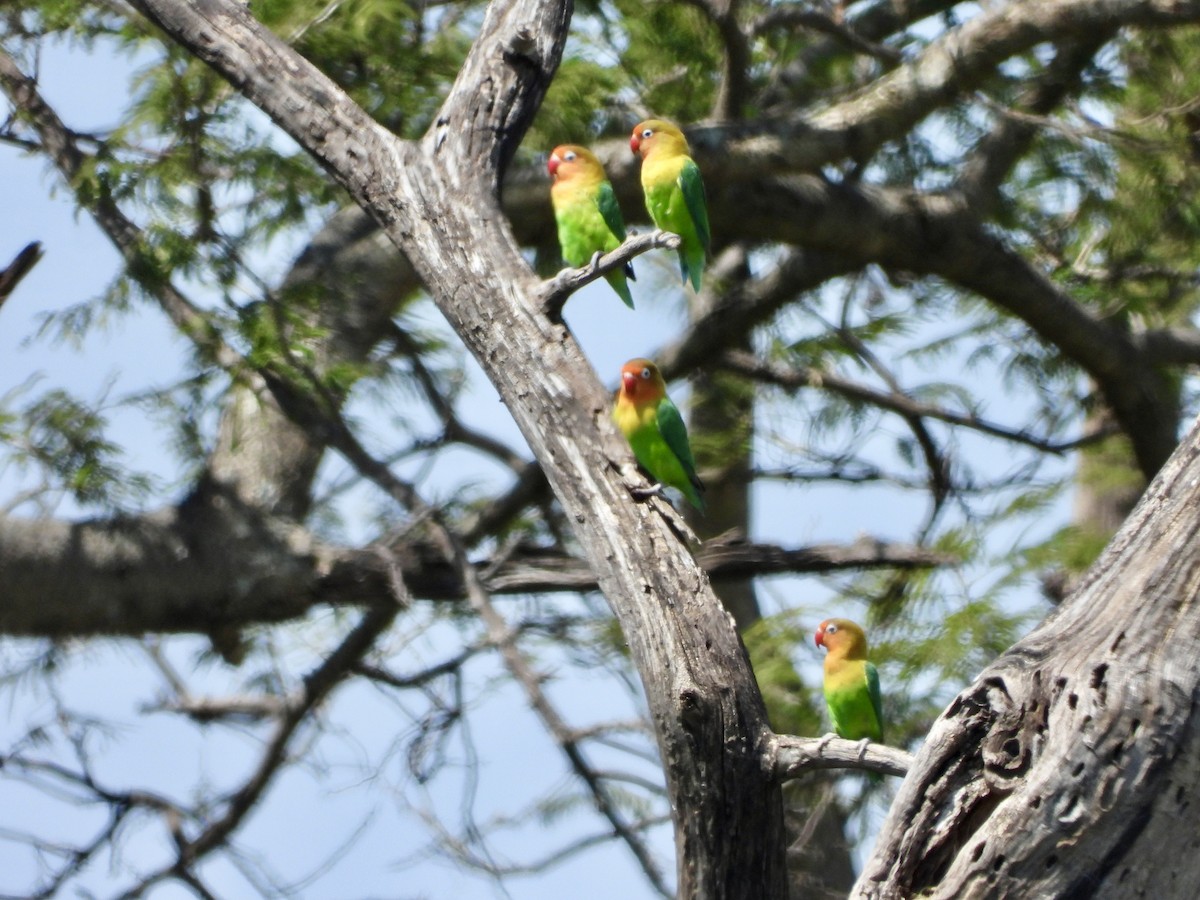 Fischer's Lovebird - ML620733160