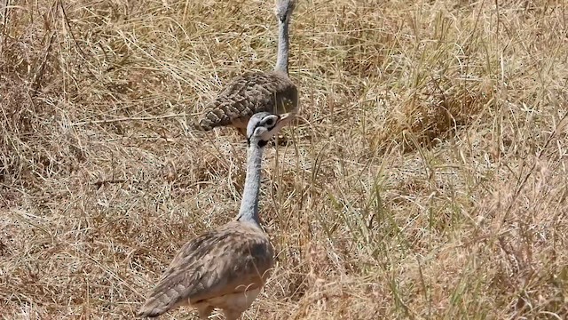 White-bellied Bustard - ML620733163