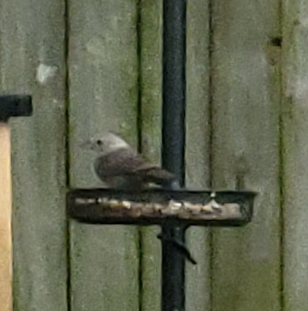 Brown-headed Cowbird - ML620733164