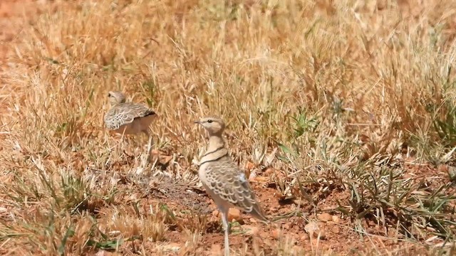 Double-banded Courser - ML620733165
