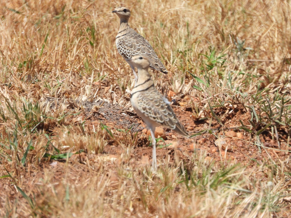 Double-banded Courser - ML620733166