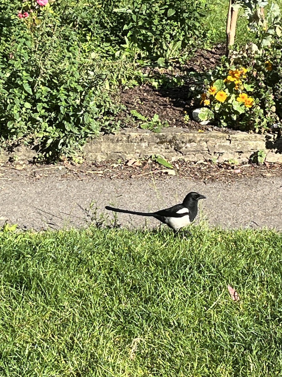 Eurasian Magpie - Evan Clark