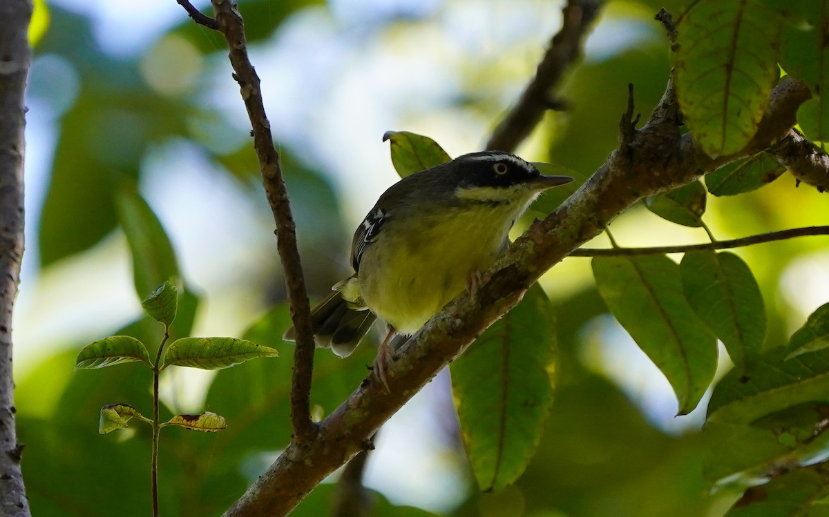 Weißbrauensericornis - ML620733168