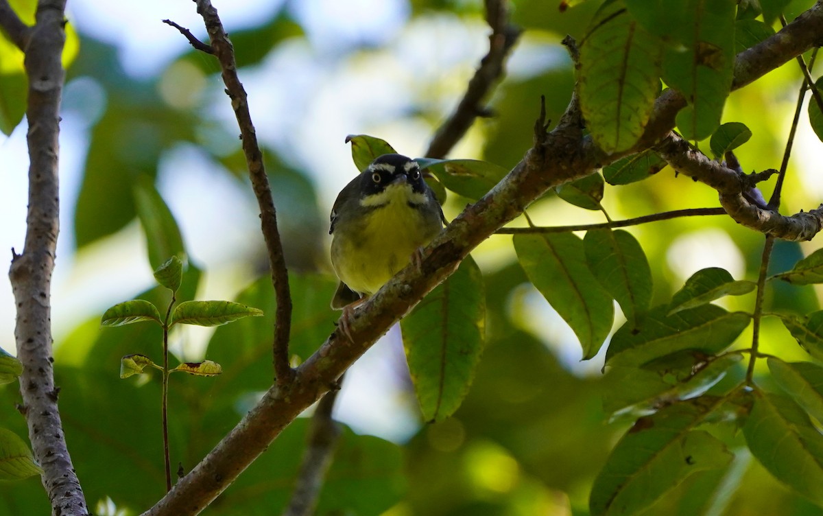 Weißbrauensericornis - ML620733169