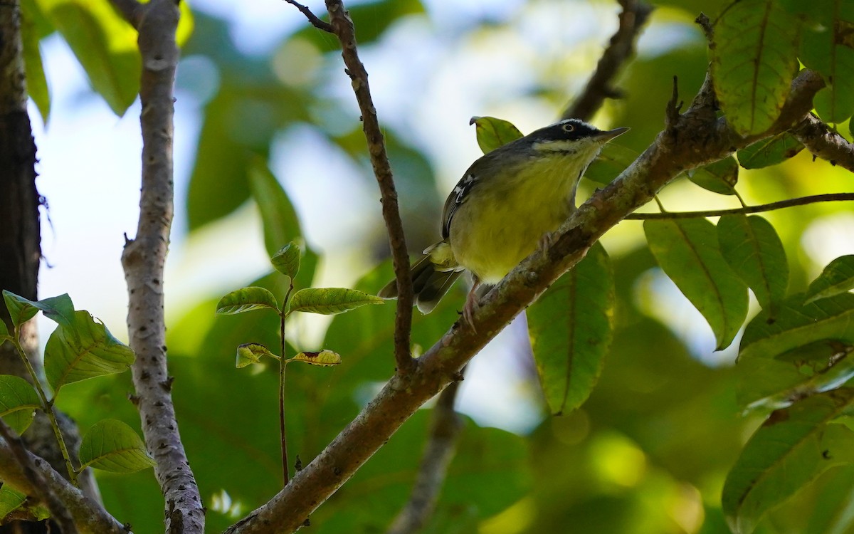 Weißbrauensericornis - ML620733170