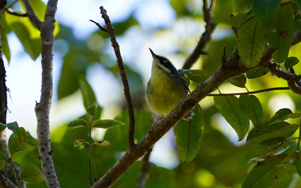 Weißbrauensericornis - ML620733171