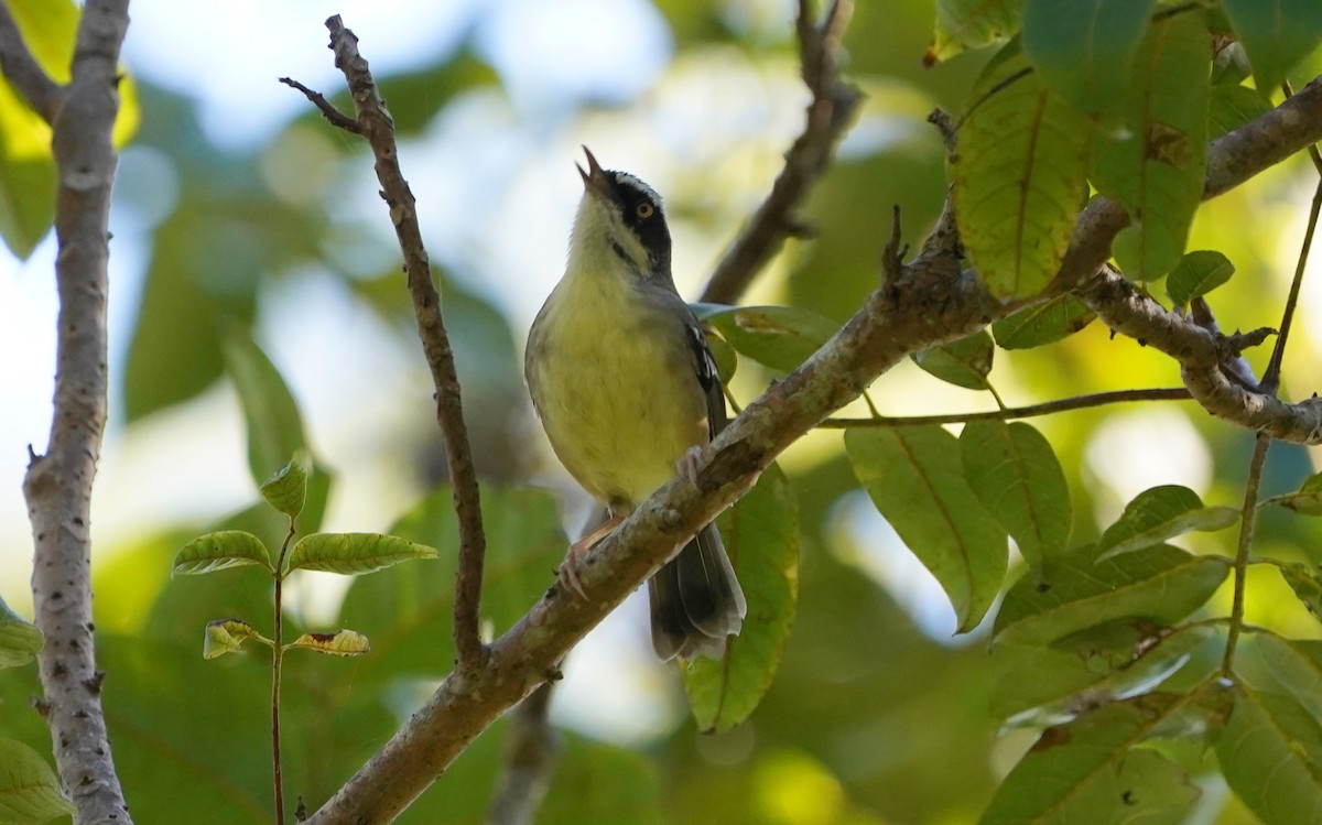 Weißbrauensericornis - ML620733172